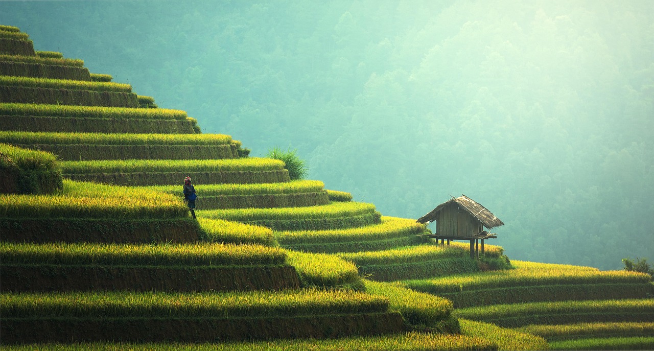 agriculture, rice plantation, thailand, rice, vietnamese, green, ecology, myanmar, burma, growth, countryside, malaysia, bali, plantation, nature, hills, indochina, terraces, garden, gardening, environment, cambodia, asia